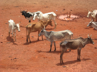 01 Periode De Vache Maigre